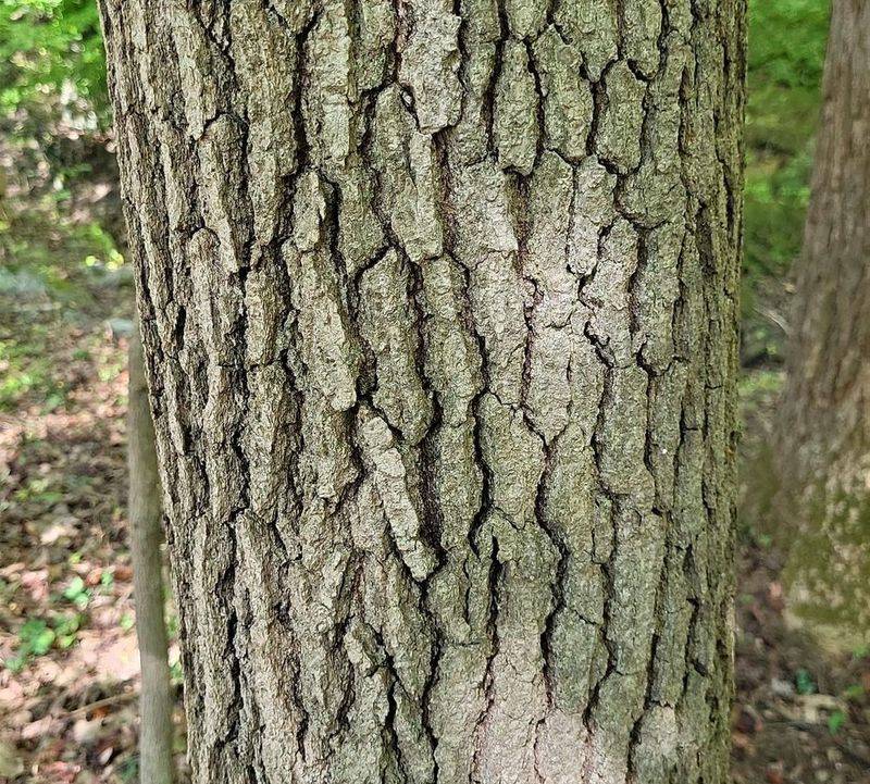 Insect Buffet Beneath Bark