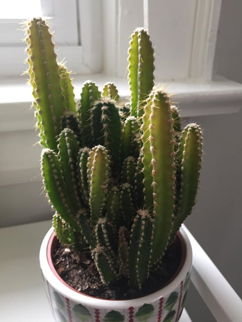 Watering Wisdom
