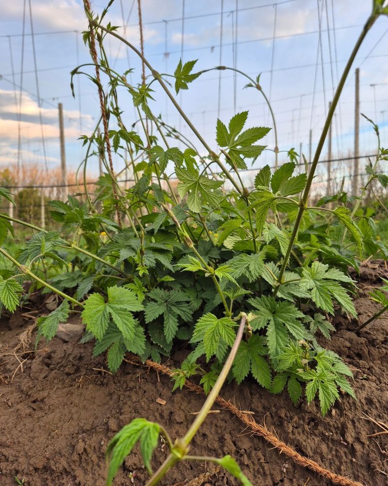 Less Competition From Spring Weeds