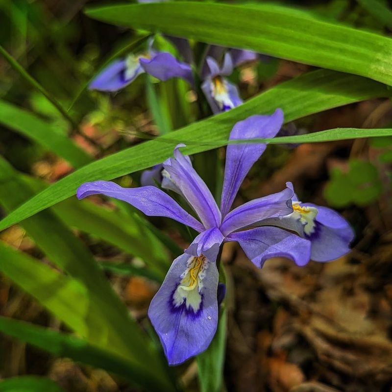Beat The Winter Blues With February Blooms