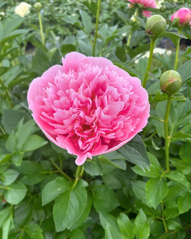 Signs Your Peonies Are Begging To Be Divided