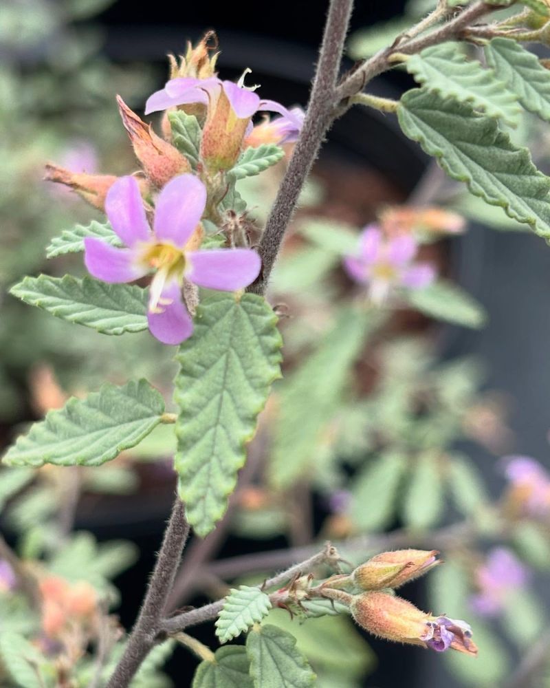 Drought-Resistant Flowering When Others Fail