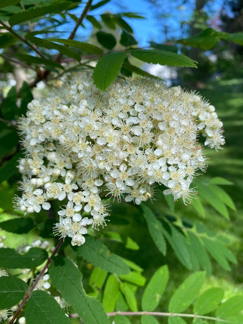Nectar-Rich Flowers