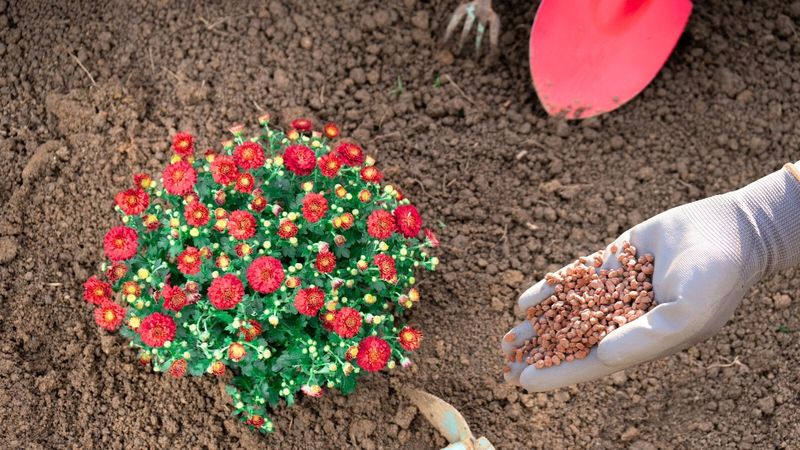 Feed With The Right Fertilizer