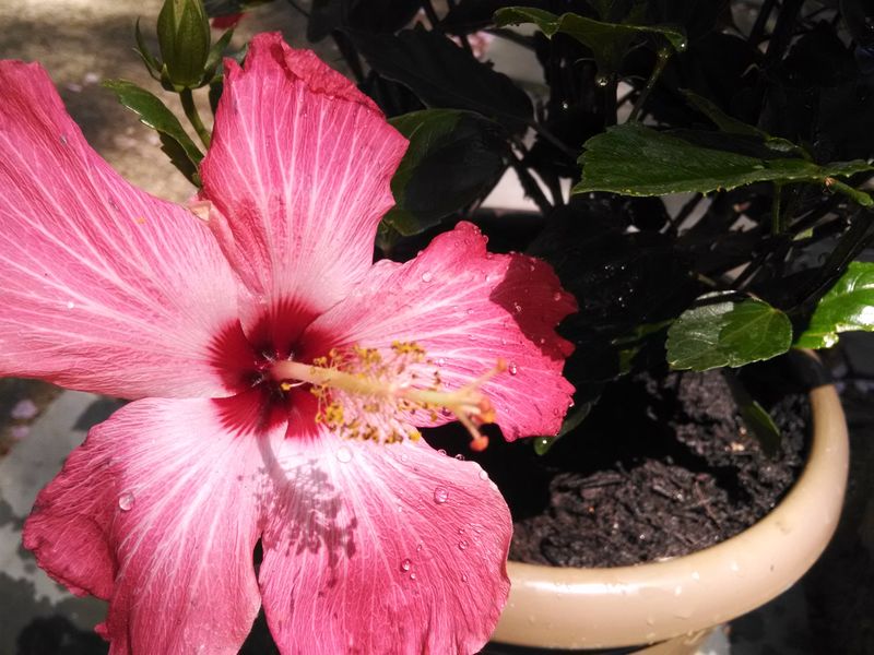 Monitor Blooming Cycles