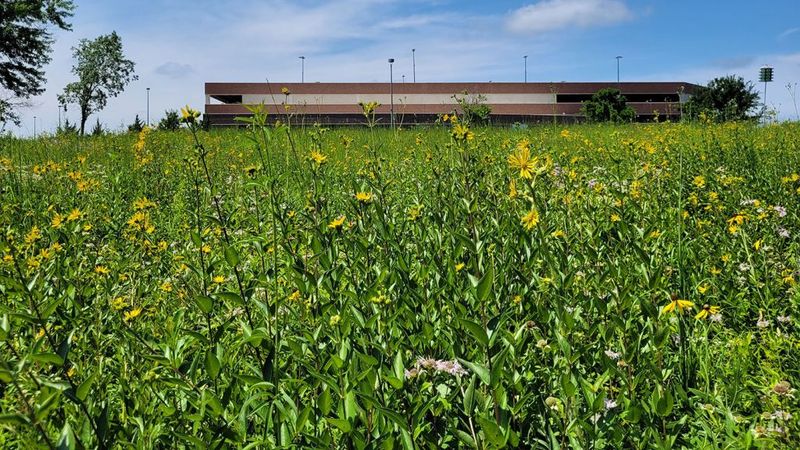 Native Prairie Restoration