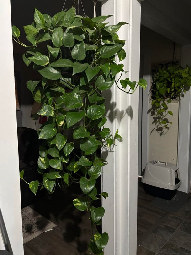 Pothos