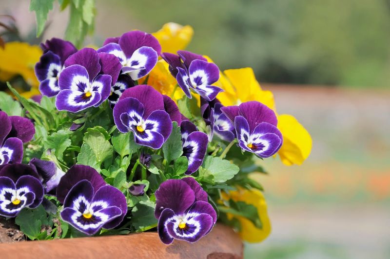 Pansies & Violas