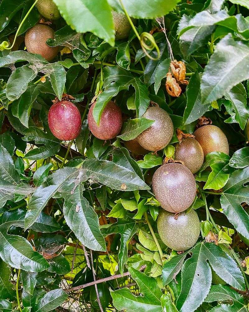 Passion Fruit