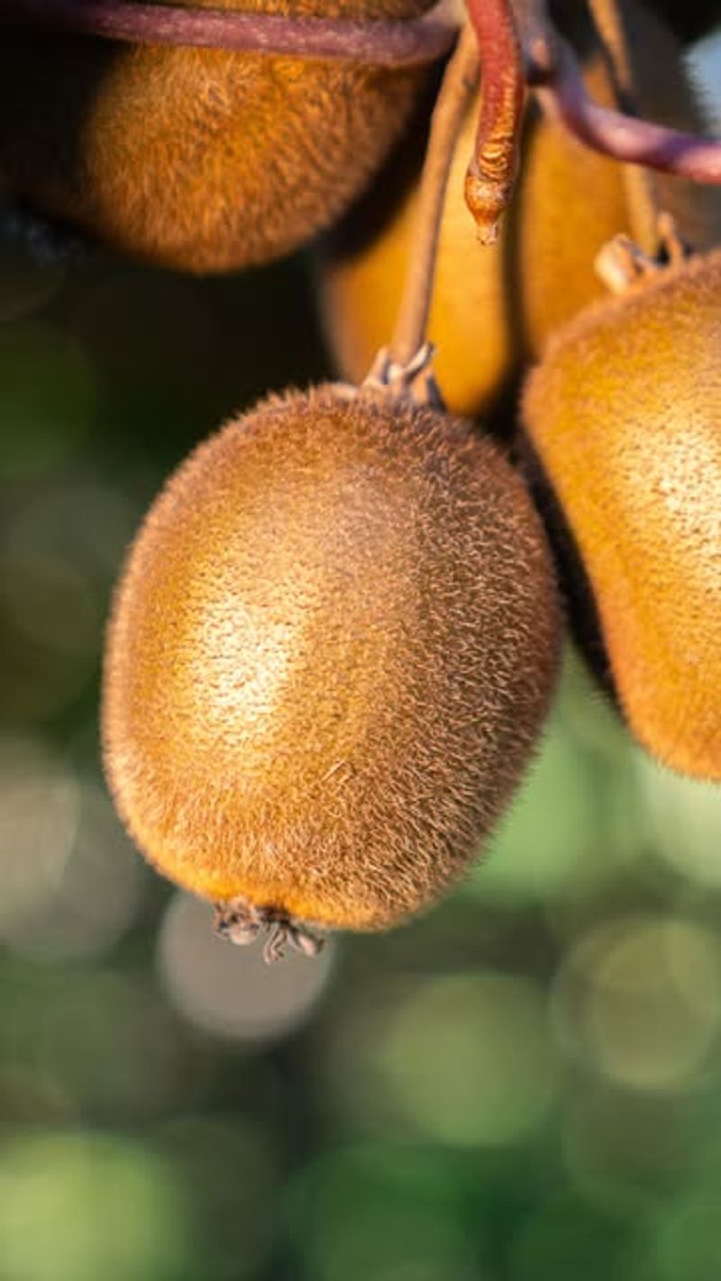 Kiwi (Fuzzy)