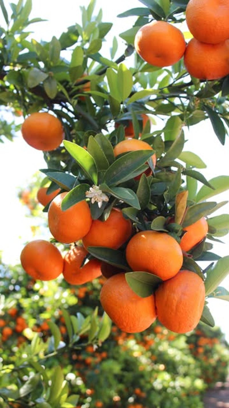 Citrus Tree Catastrophes