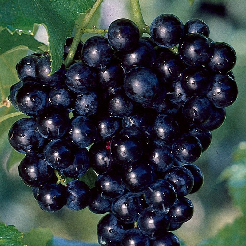Muscadine Grapes: Southern Favorite Finding Indiana Homes