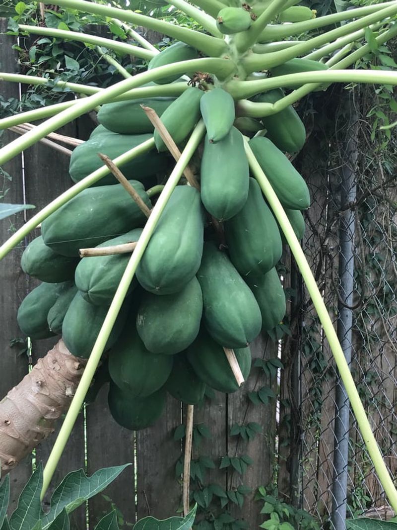 Papaya Trees: Tropical Dreamers