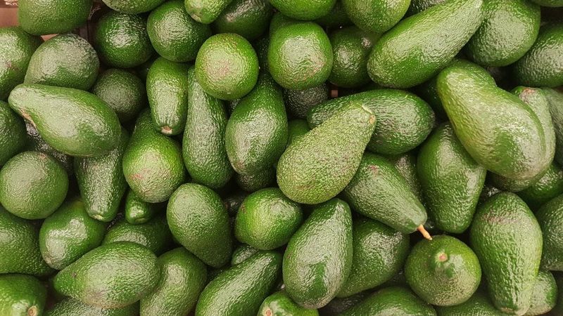 Avocado Trees: Northern Folly