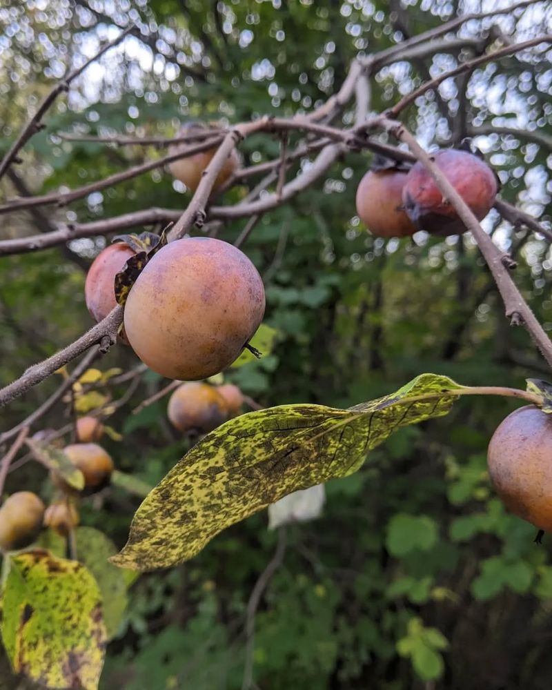 Plum Trees That Attract Every Pest