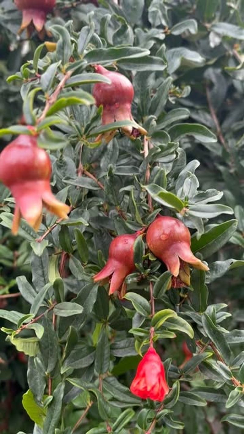 Pomegranate Trees: Mediterranean Gems In The Wrong Climate