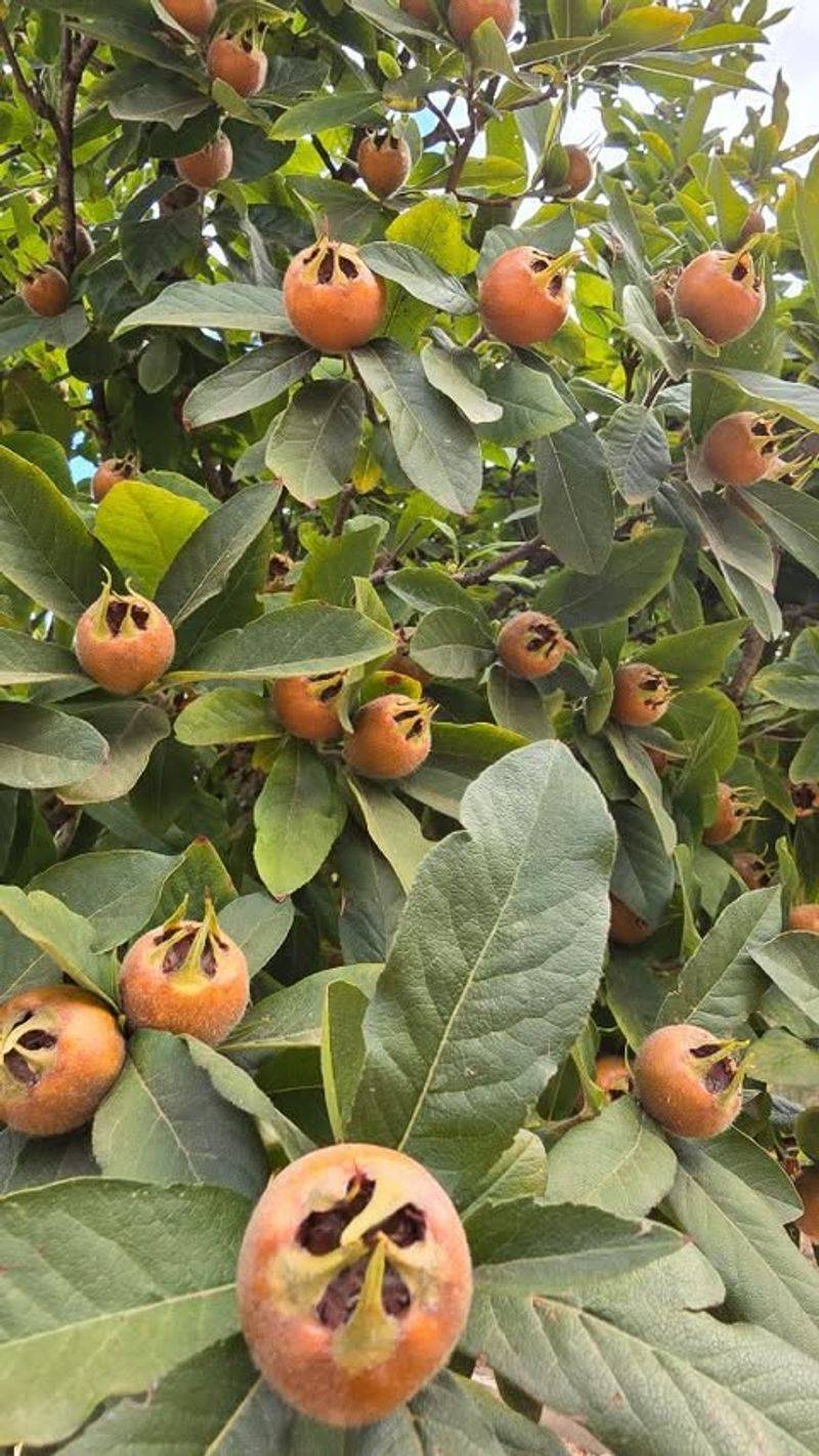 Medlar