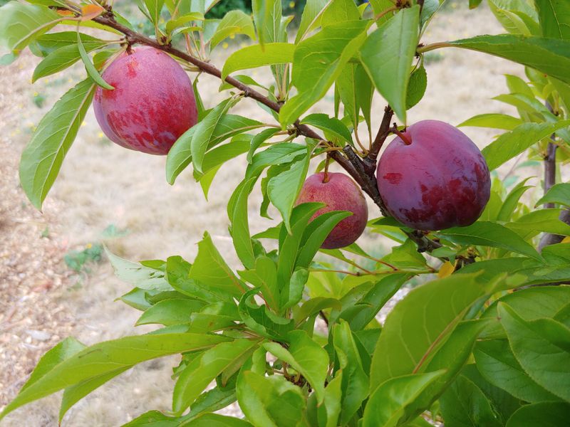 Pluots: Hybrid Happiness