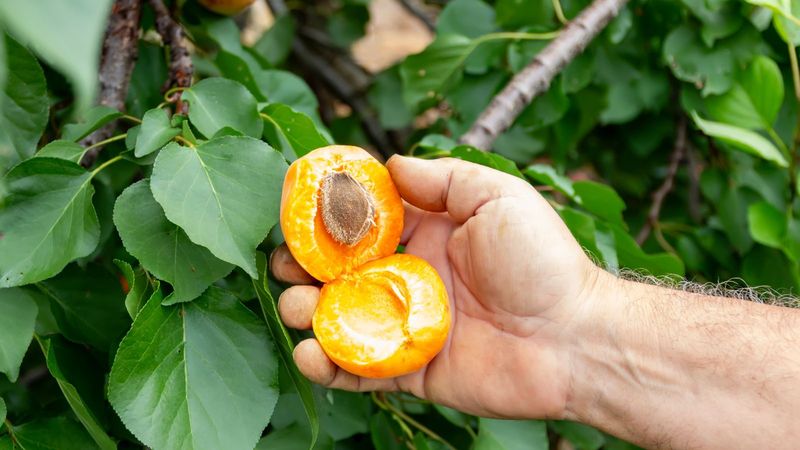Peaches: From Pit To Sweet Harvest