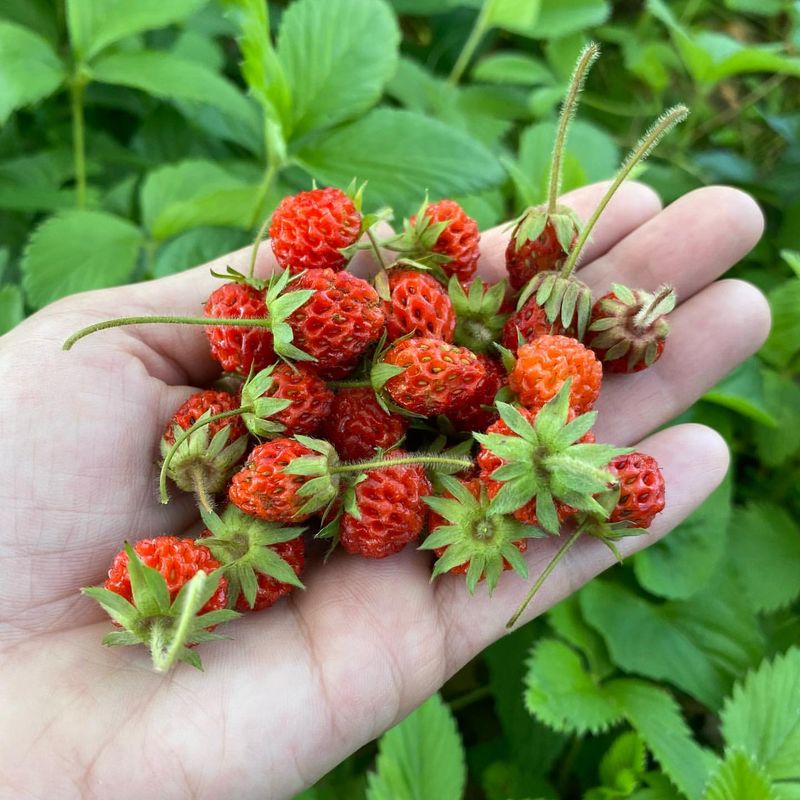Alpine Strawberries - Tiny Treasures