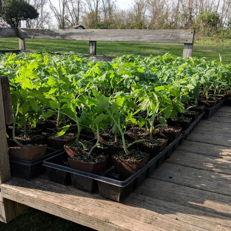 Late-Season Transplants