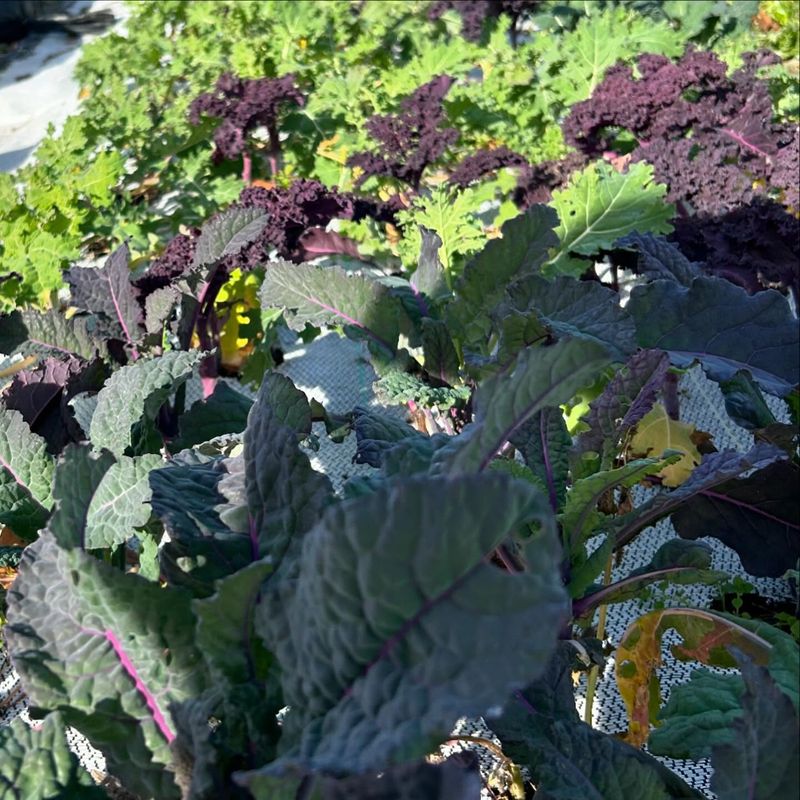Brassica Family Focus