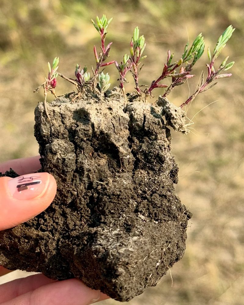 Compacted Soil From Foot Traffic