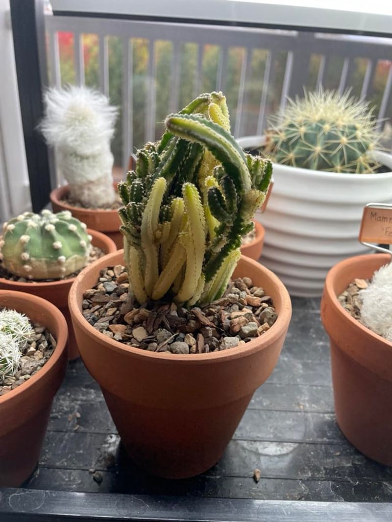 Growth Expectations