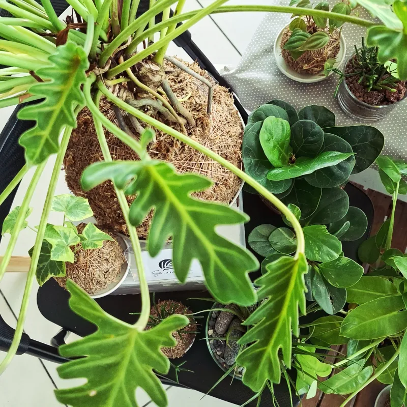Microclimate Creation