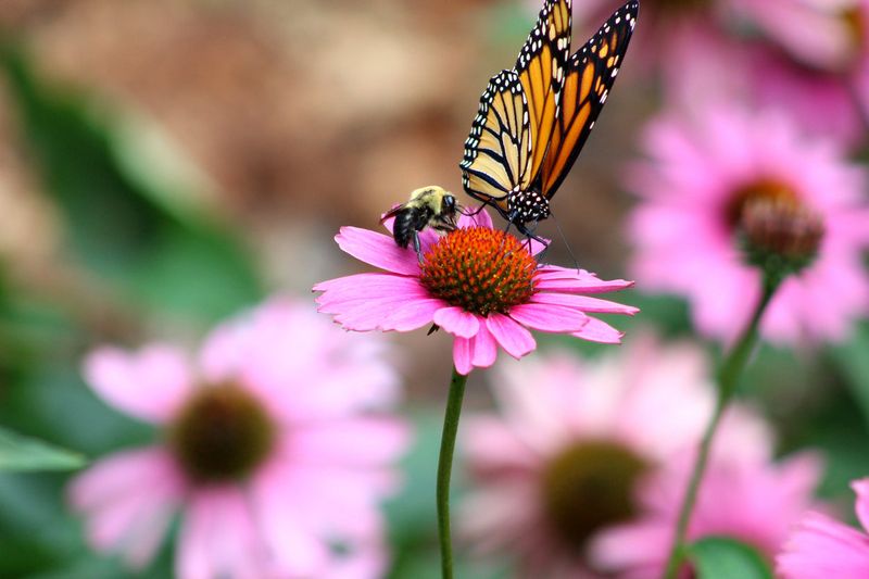 Climate Change Disrupts Flowering Patterns