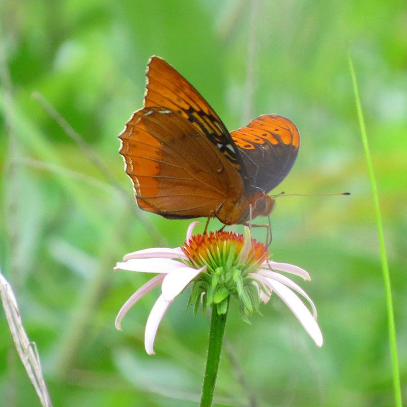 Buffalo River's Butterfly Sanctuary