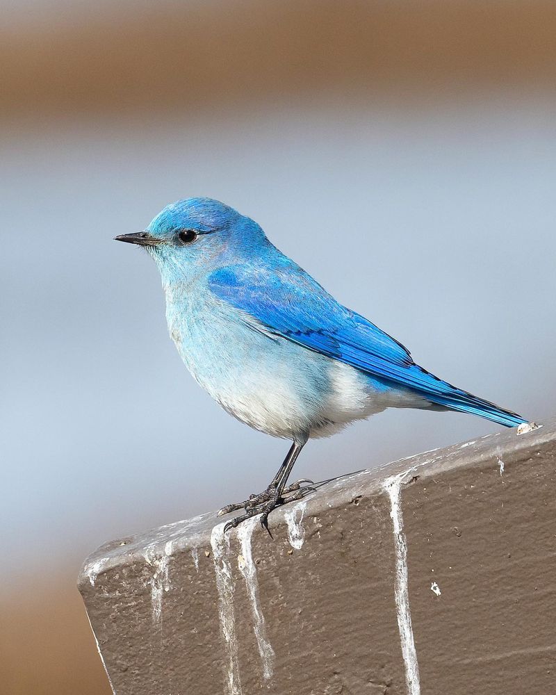 Mountain Bluebird