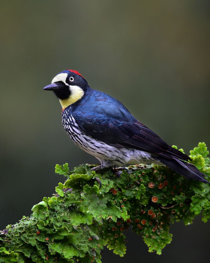 Acorn Woodpecker