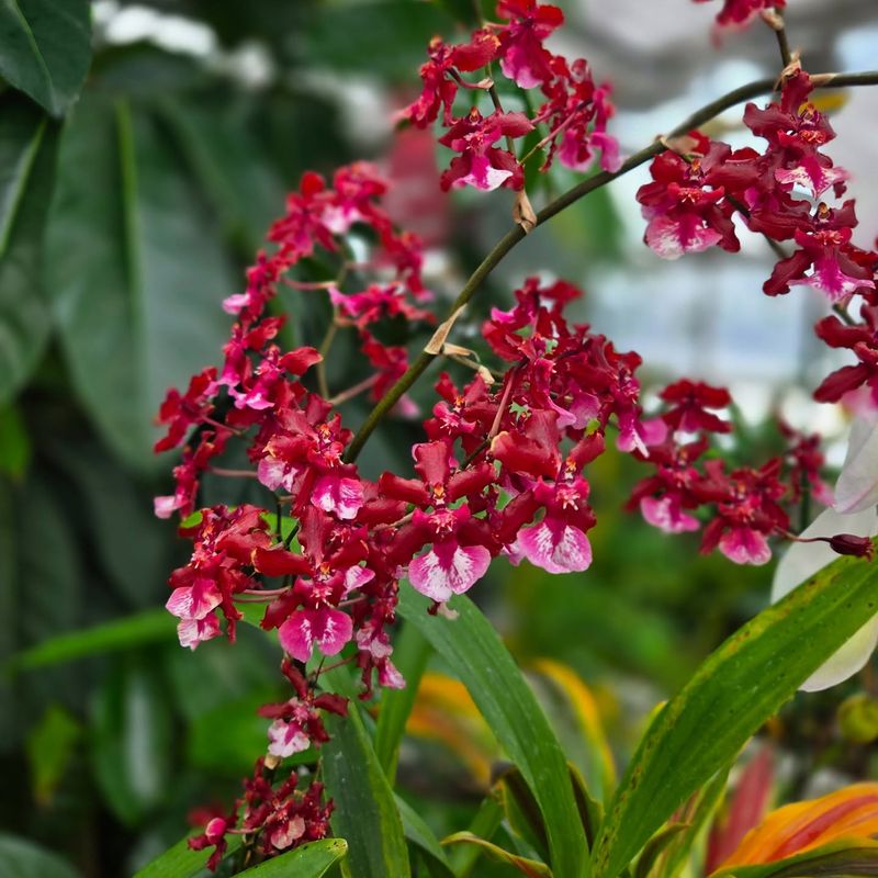 Oncidium Sharry Baby