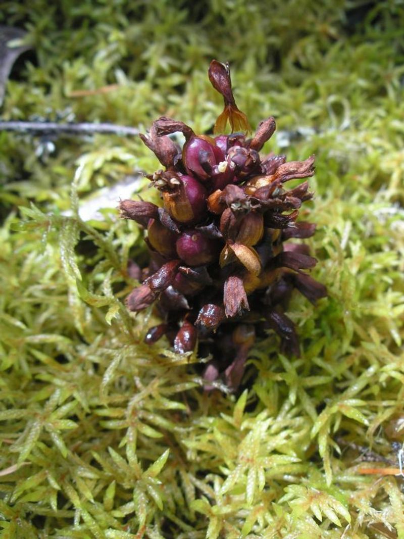 Ground Cone (Boschniakia hookeri)