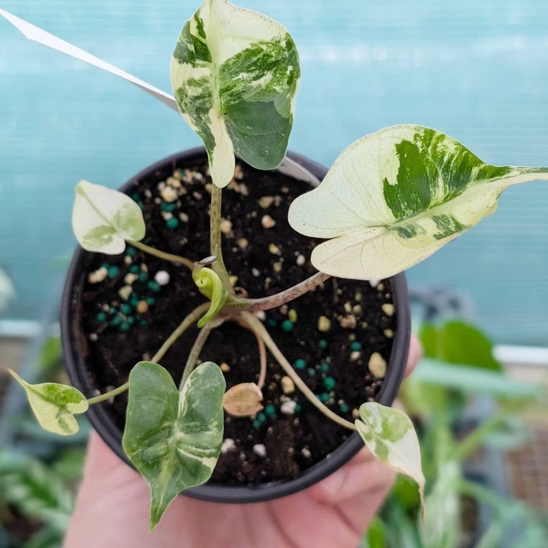 Alocasia Stingray