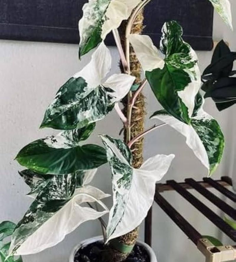 Syngonium Albo