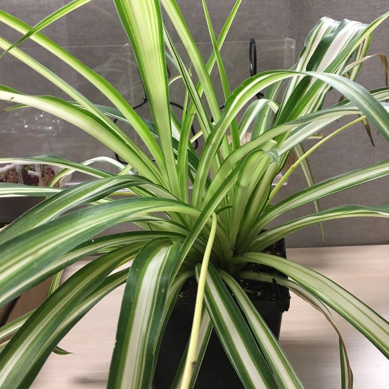 Spider Plant (Chlorophytum comosum)