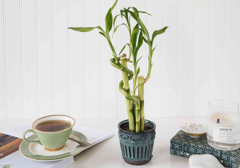 Lucky Bamboo for Tight Spaces
