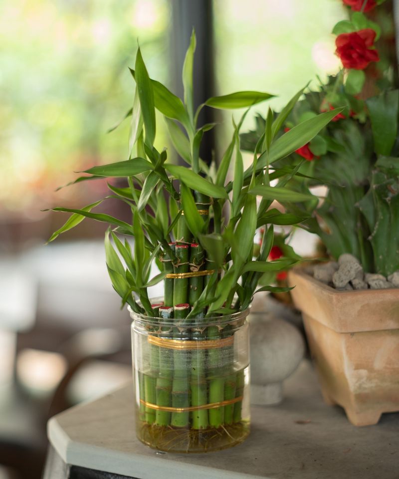 Lucky Bamboo (Dracaena sanderiana)