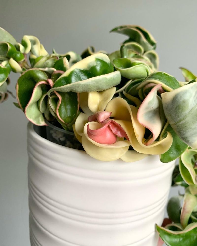 Hoya Carnosa Compacta Variegata