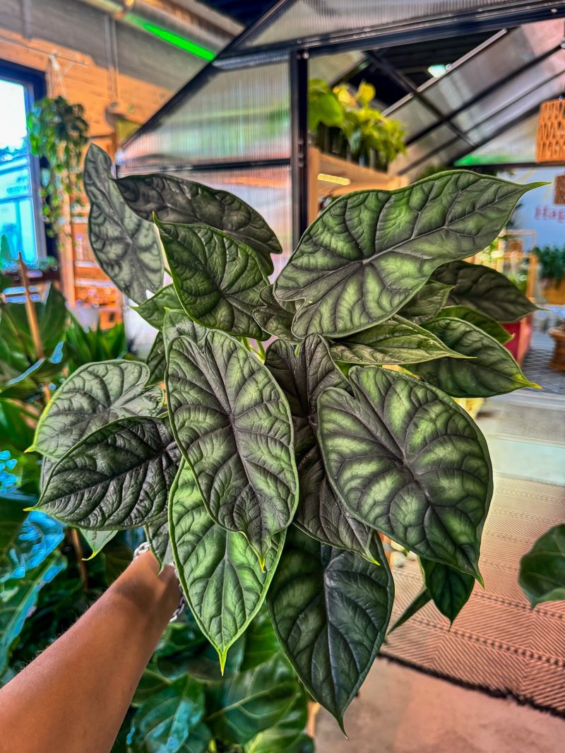 Alocasia Dragon Scale