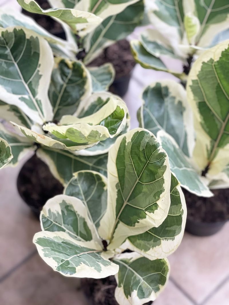 Variegated Fiddle Leaf Fig