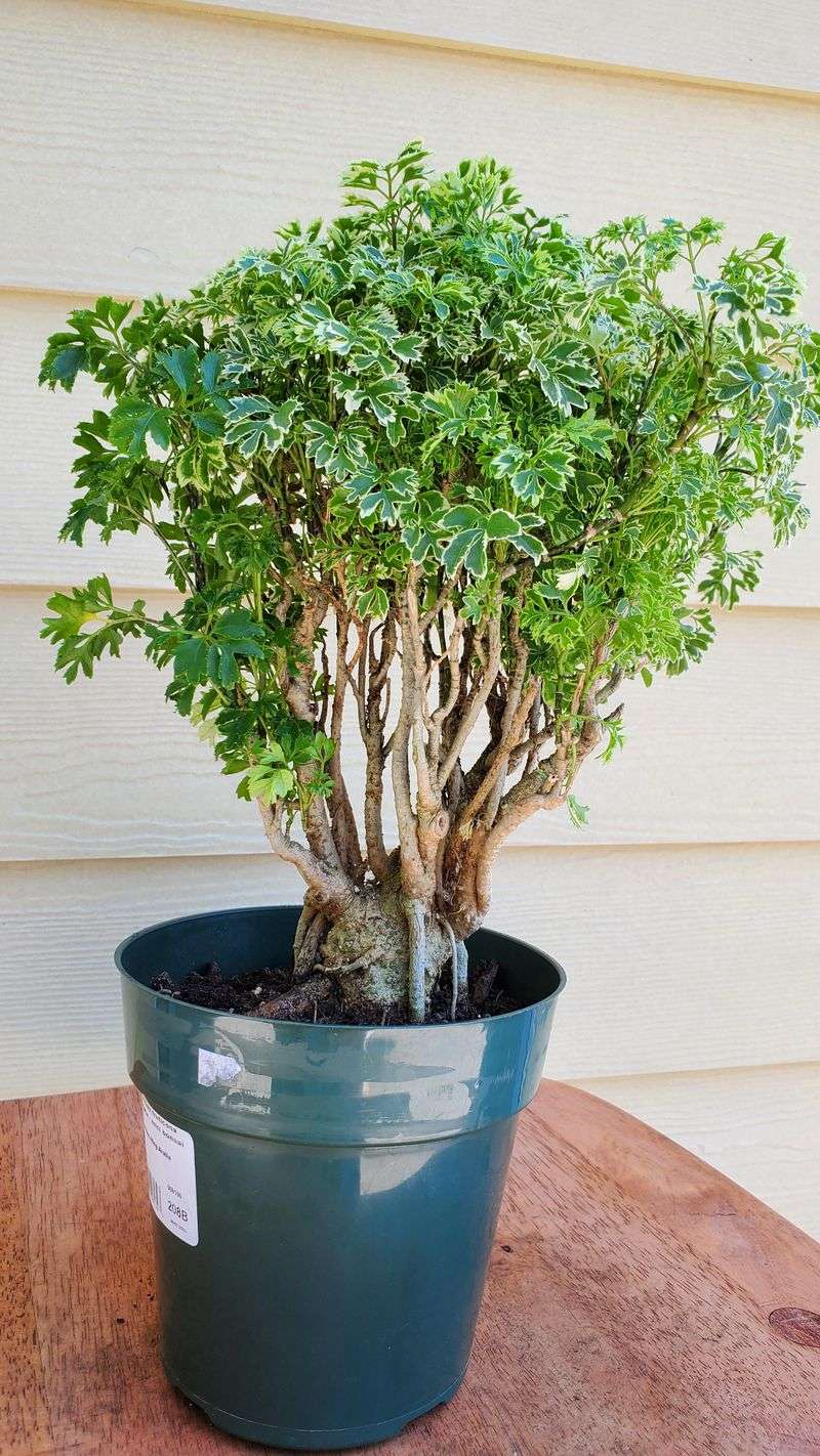Ming Aralia (Polyscias fruticosa)