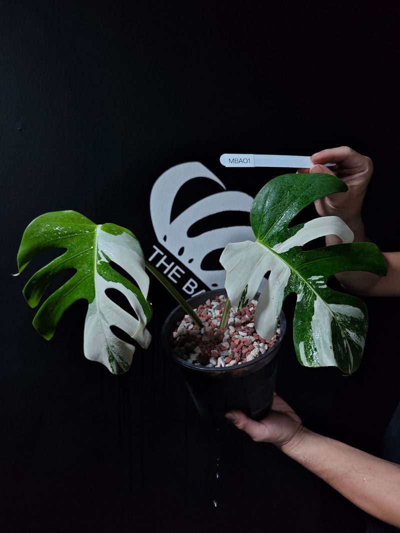 Monstera Albo Borsigiana: The White-Splashed Sensation