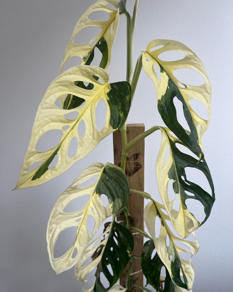 Variegated Monstera Adansonii: The Swiss Cheese Vine With A Twist