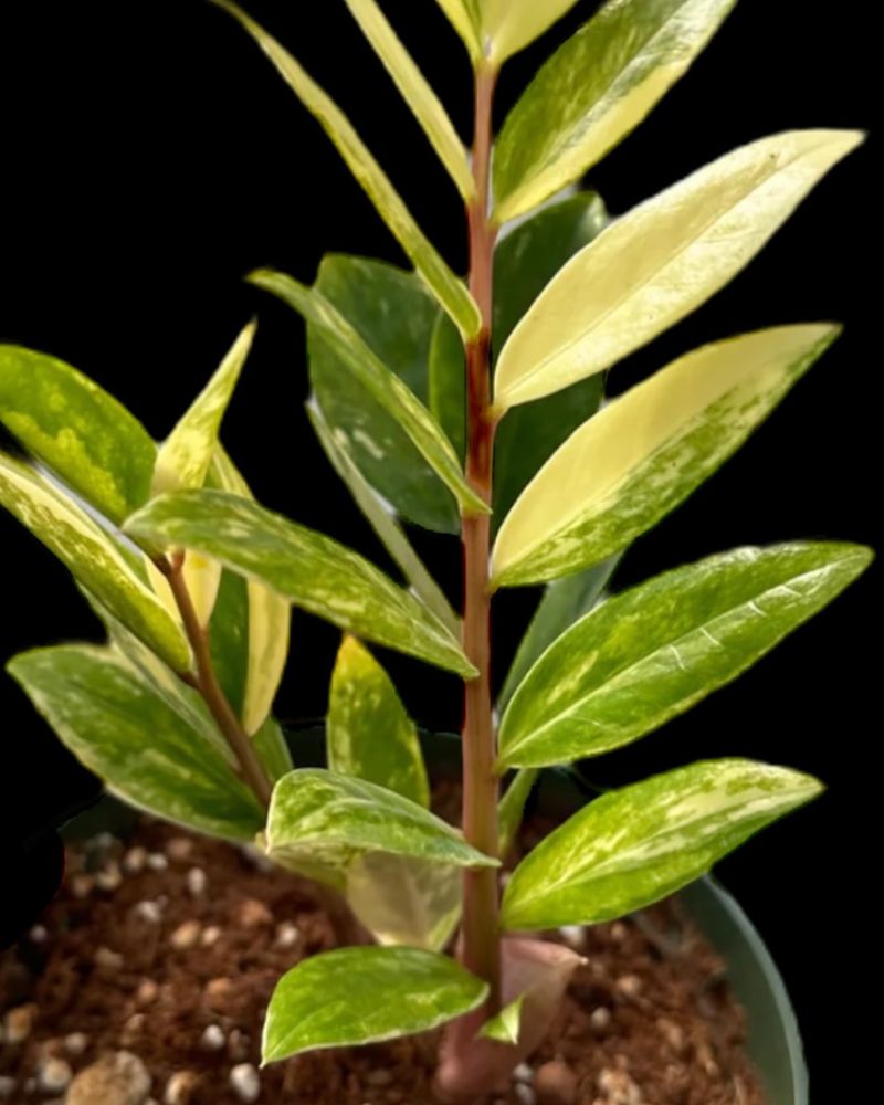 Variegated ZZ Plant