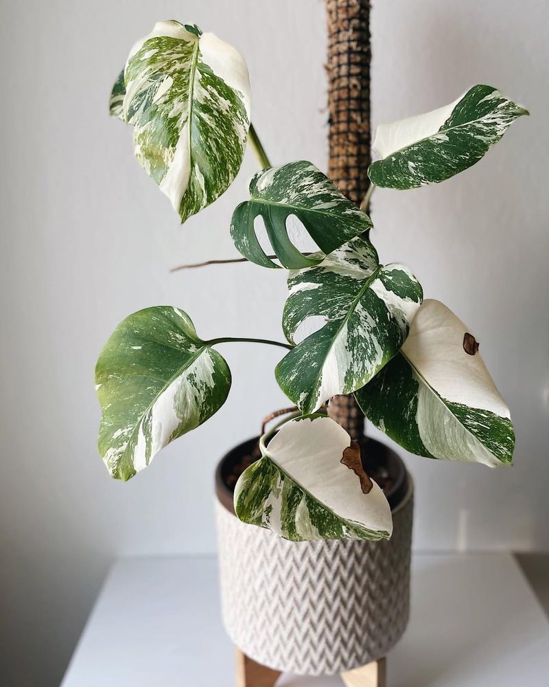 Monstera Albo Borsigiana