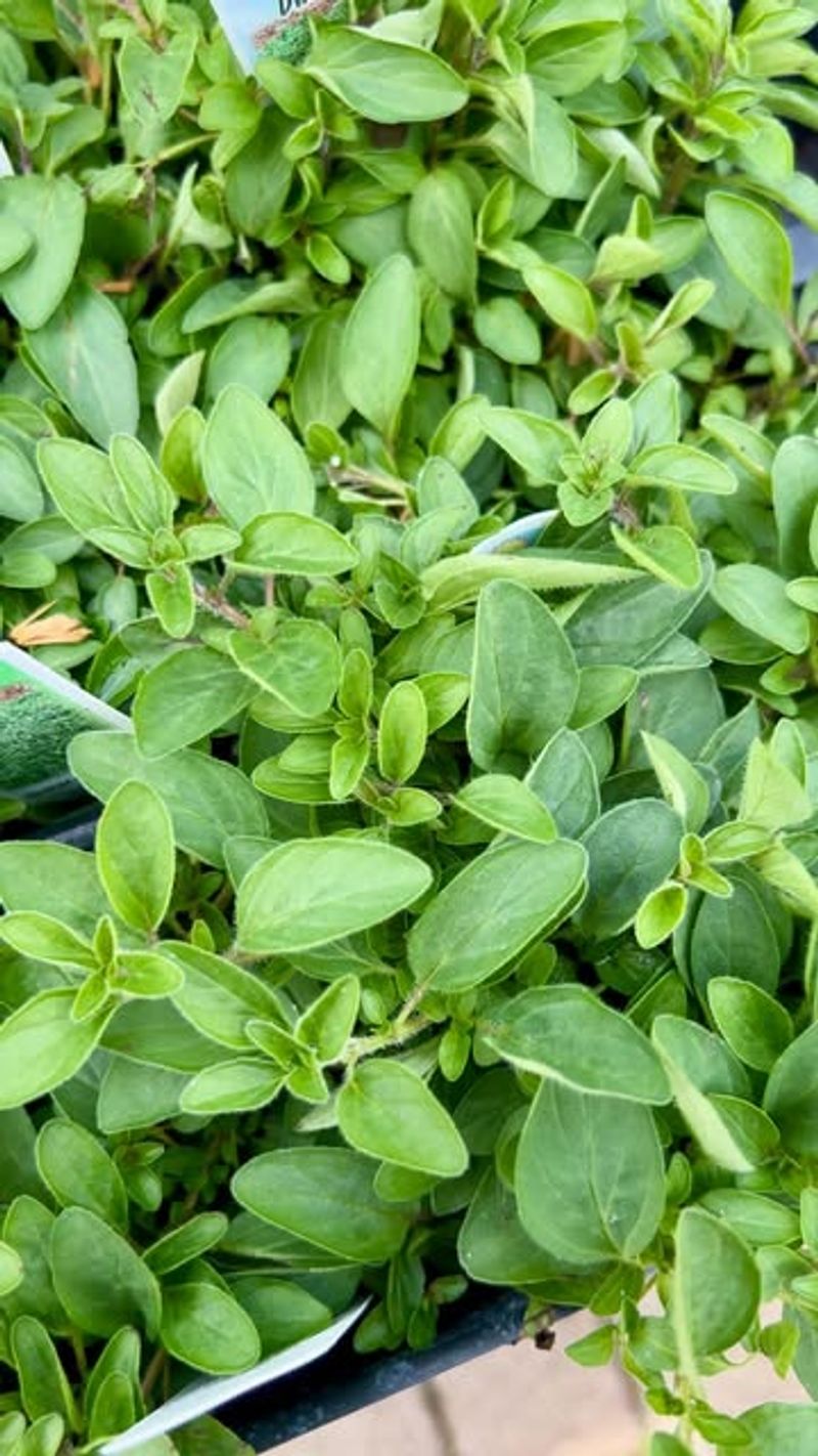 Culinary Herbs: Beauty With Purpose