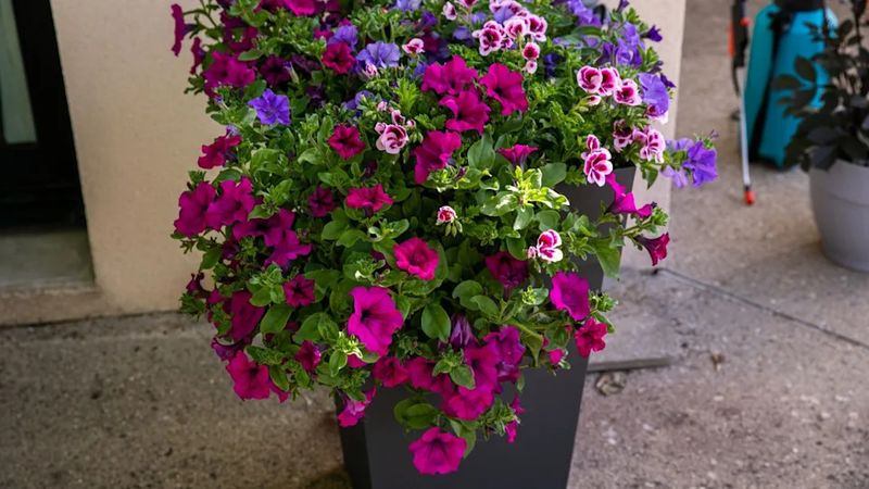 Petunias For Reliable Container Color
